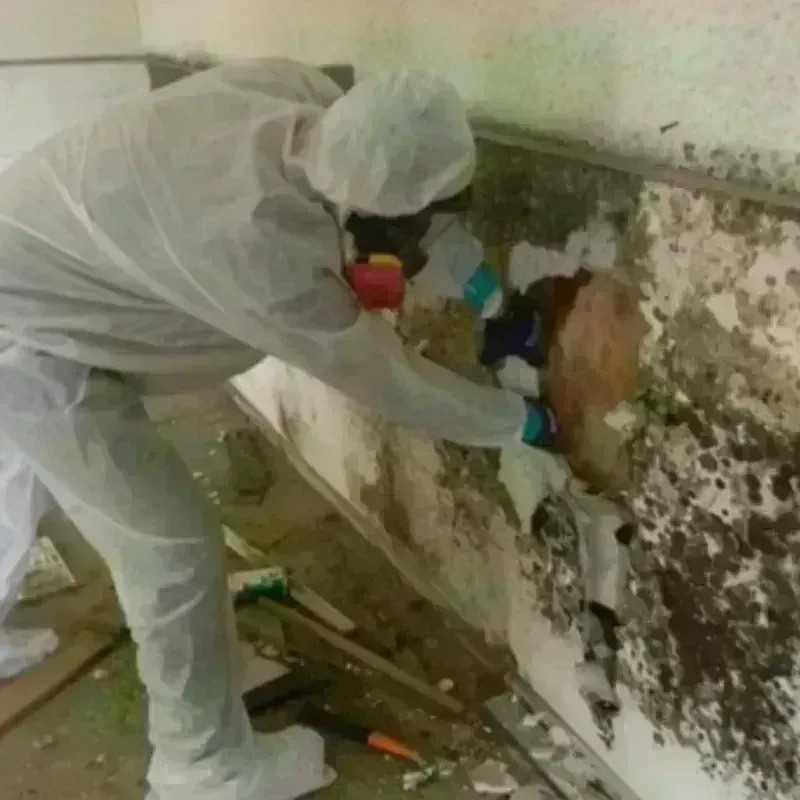 Mold Remediation and Removal in Cass County, TX